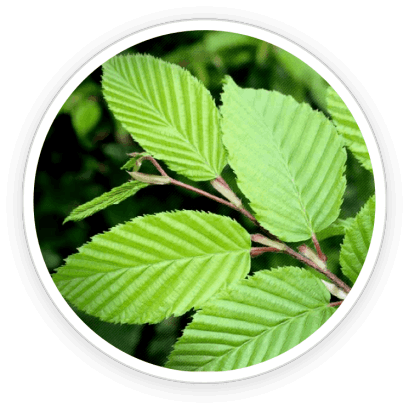 PrimeBiome  Ingredients 