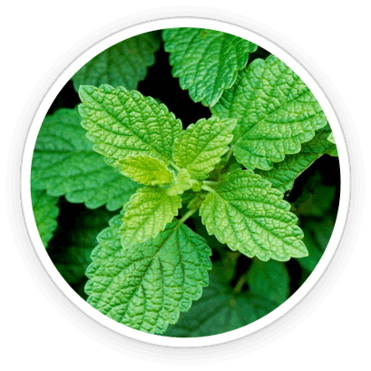 PrimeBiome  Ingredients 